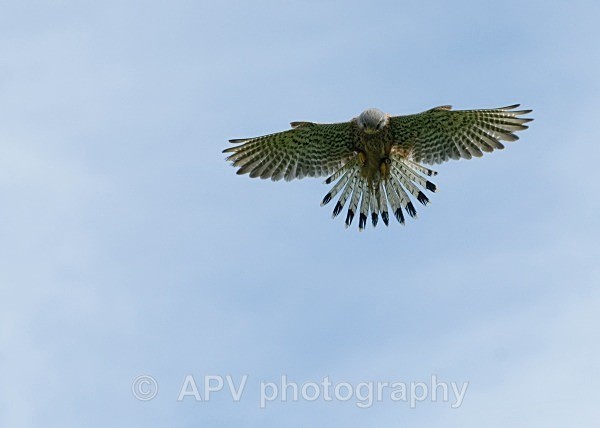 _DSC0998adj - Birds of Prey Workshop