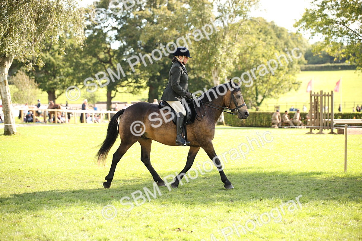 SBM_50080 - S26 - Young Veteran - Ridden