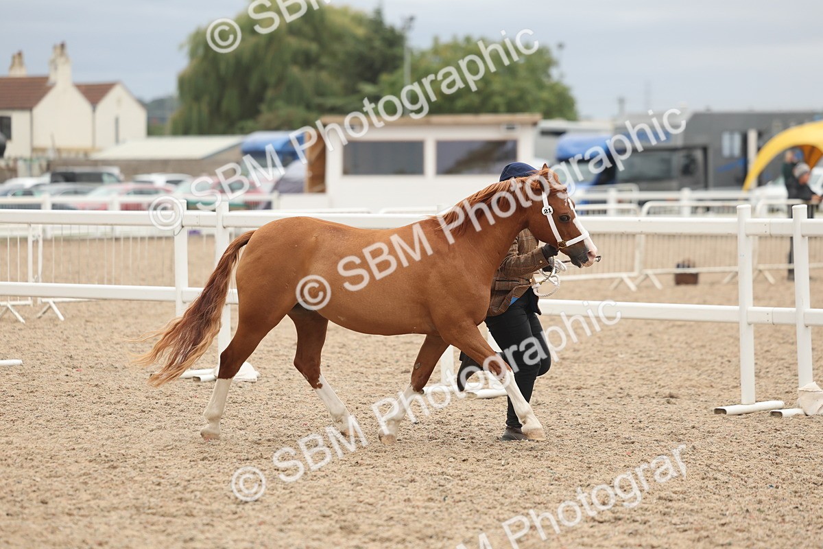 SBM_19266 - Class 317 - IH Pure Bred Horse-Pony