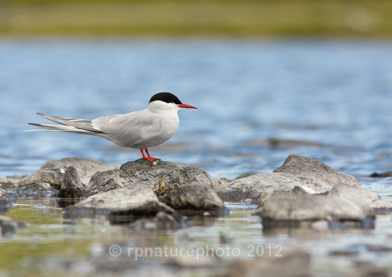 Arctic Tern - Sterna paradisaea RPNP0066 - Birds