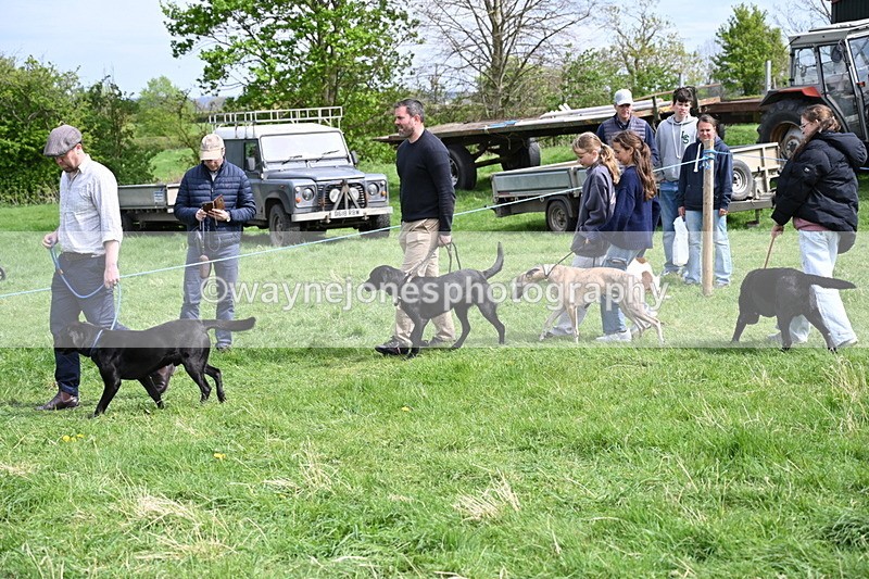 WJ6_8854 - Class 8 Best Working / Gun Dog or Bitch