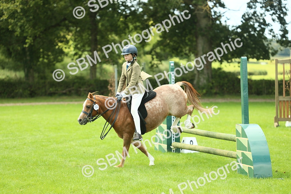 SBM_42740 - S30 - M&M Working hunter Pony