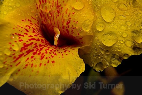  - Flowers and Plants