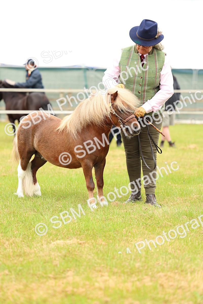 SBM_04472 - Class 64-67 - Shetland Pony In Hand