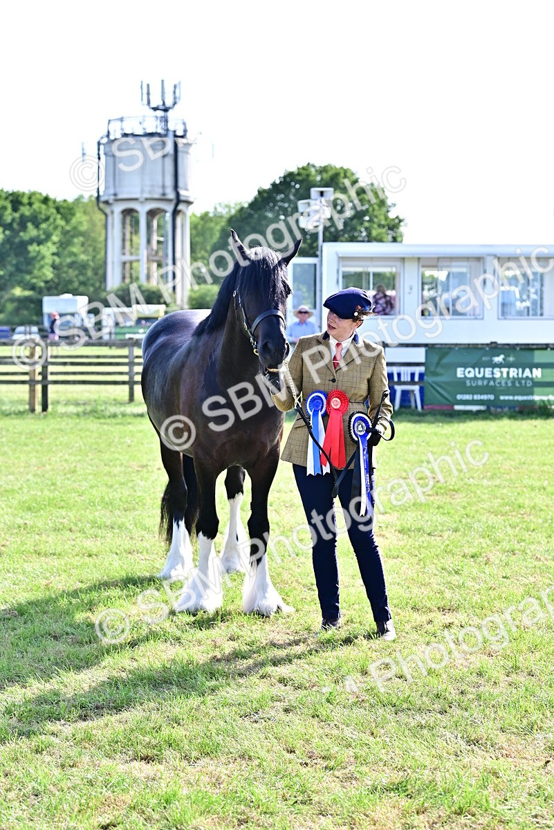 SBM_10168 - Class 63-65 - Traditional Gypsy Cobs In Hand & Ridden