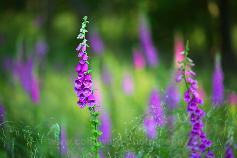 Summer woodland colours                ref 8055 - macro and nature.