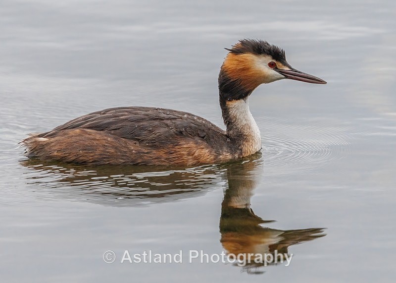 Great Crested Grebe - Latest Images