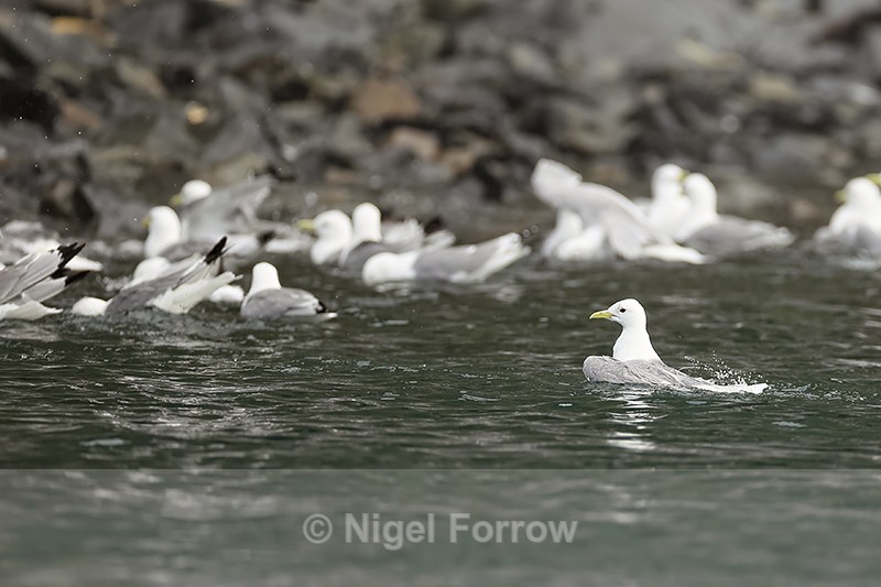 Black-legged Kittiwake bathing, Whittier, Alaska - Black-legged Kittiwake