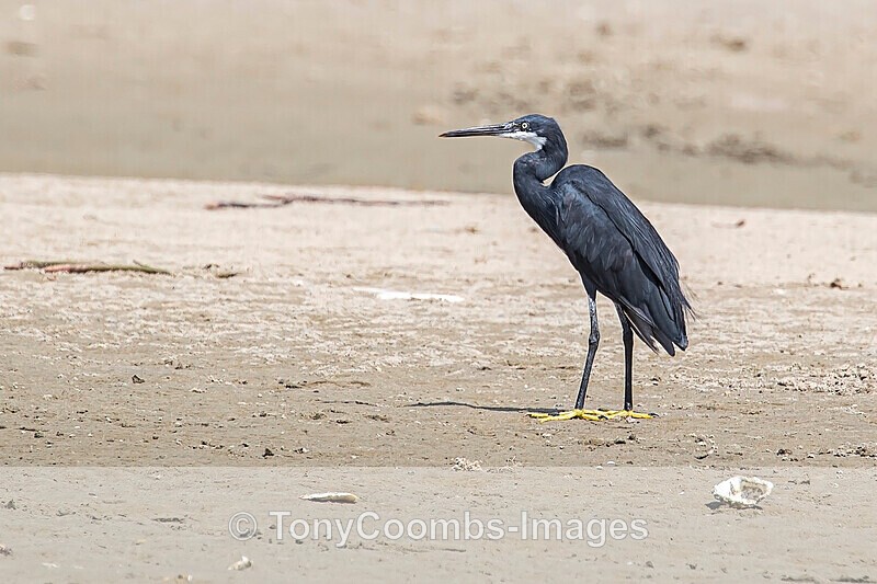 Western Reef Egret - The Gambia