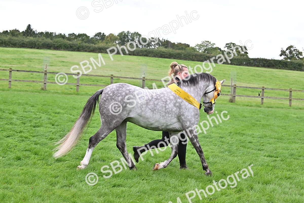 SBM_61104 - S48 - Mountain & Moorland In Hand Small Breeds