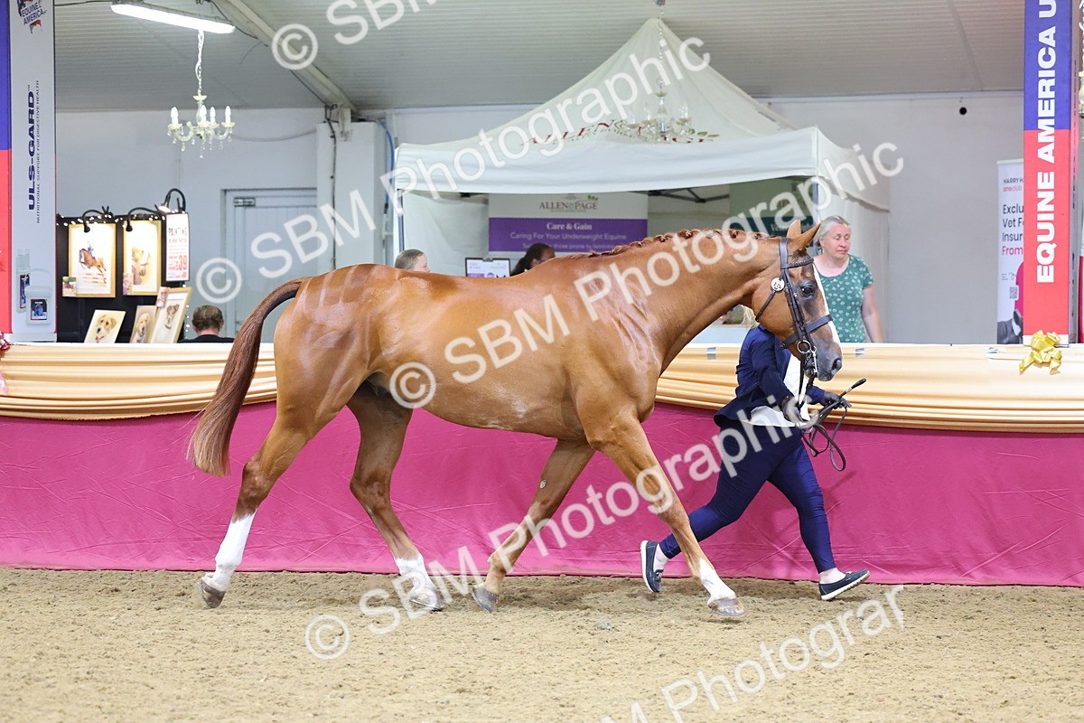 SBM_22810 - Class 903 - Supreme Final - IH Pre Vet