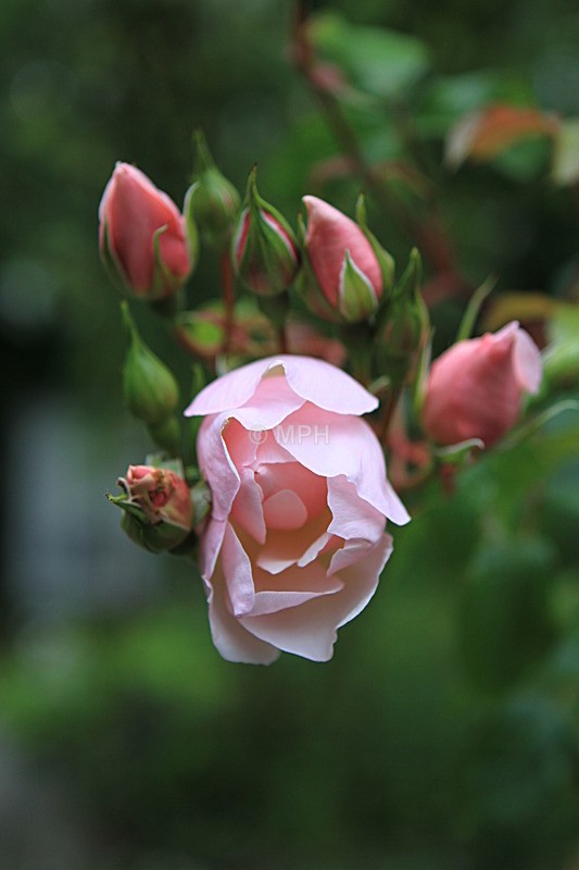  - Flowers