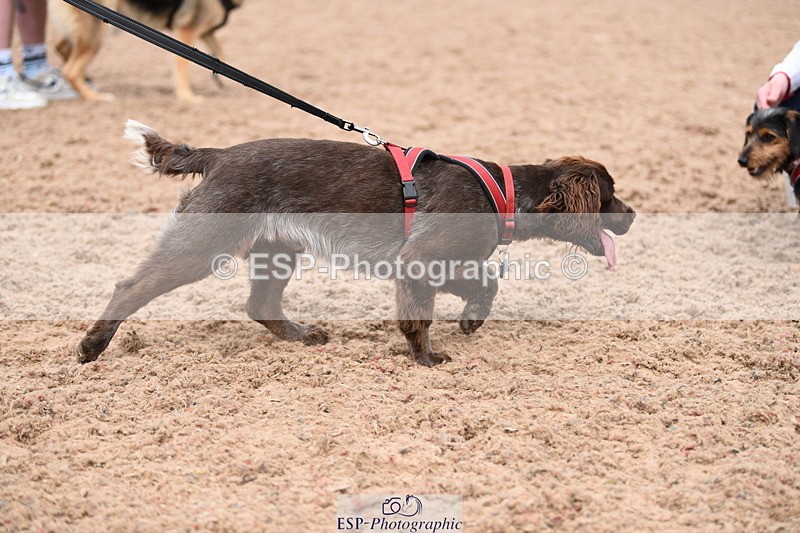 240518A-120930-01104 - Cls 3 Handsomest Dog