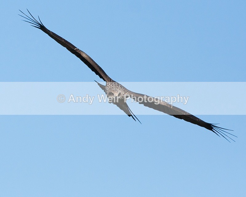 20100130-IMG_2717 253 - Black Kite