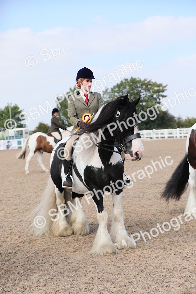SBM_13528 - Class 308 Ridden Coloured Horse