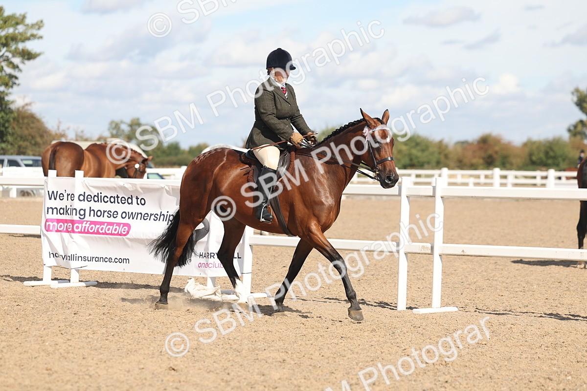 SBM_13172 - Class 306 - Ridden Foreign Breds - Part Bred