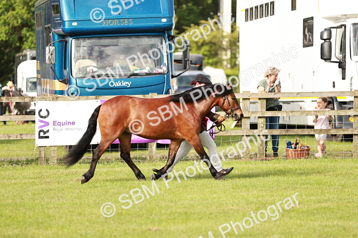 SBM_00570 - Class 14-23 - Mountain & Moorland In Hand Non Welsh