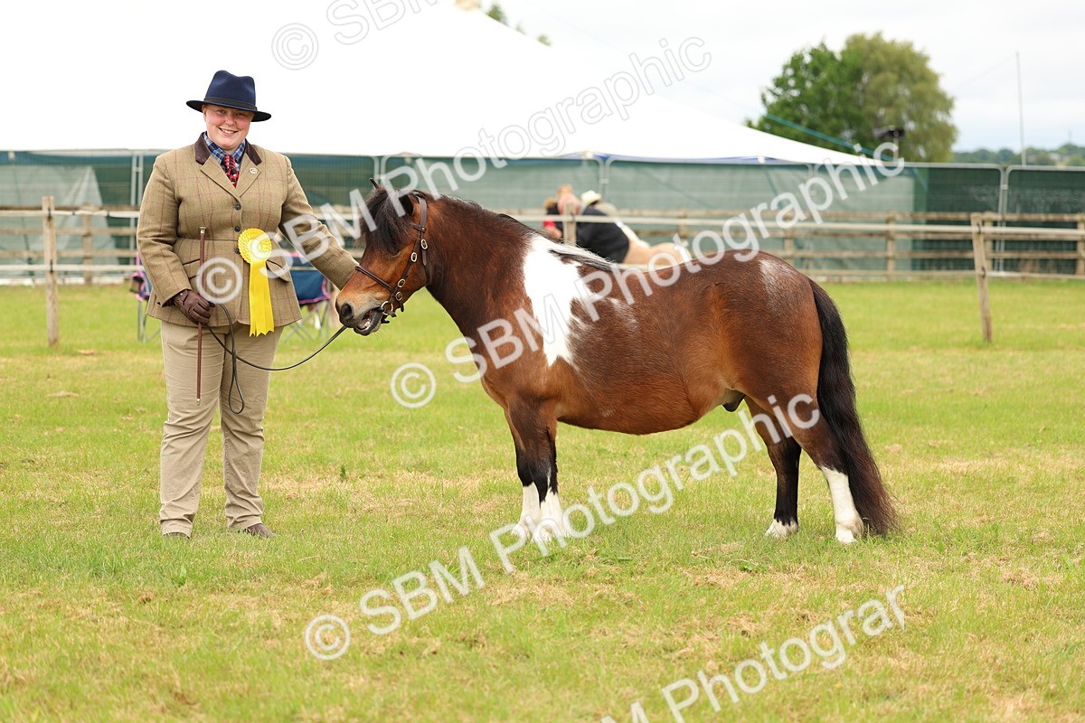 SBM_04406 - Class 64-67 - Shetland Pony In Hand