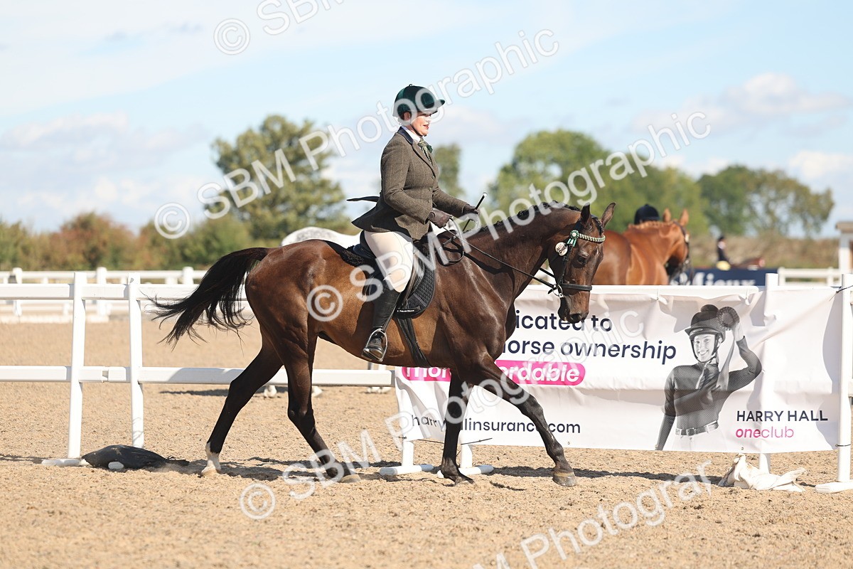 SBM_13151 - Class 305 - Ridden Foreign Breed Pure Bred