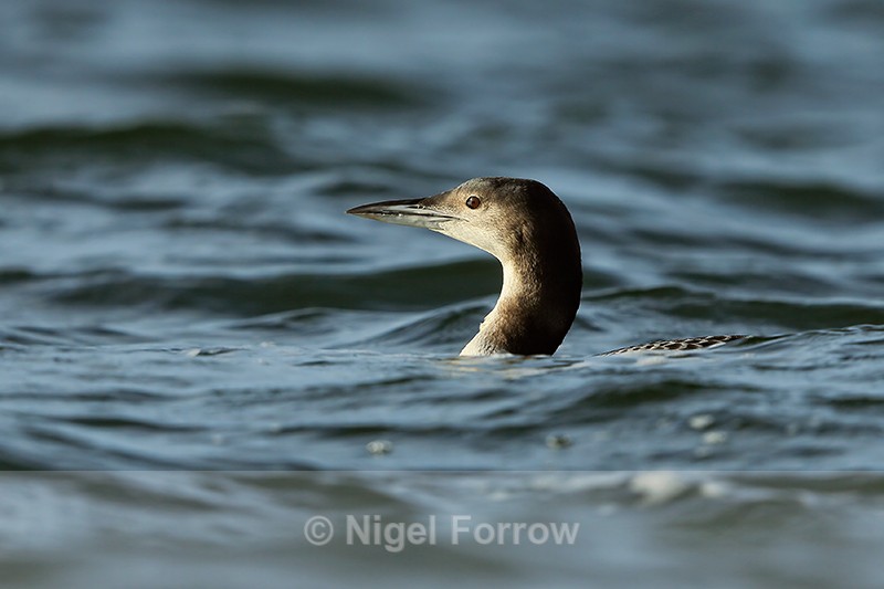 Great Northern Diver on Farmoor 2 - Great Northern Diver