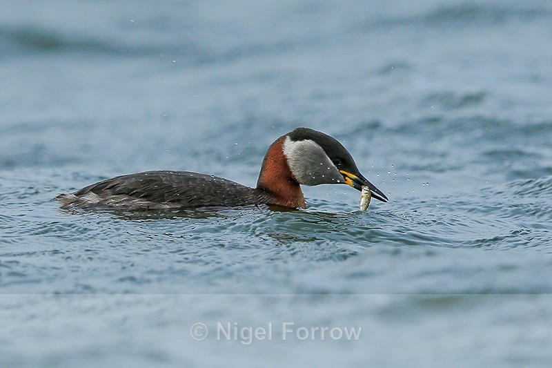 Red-necked Grebe with fish, Farmoor Reservoir - Red-necked Grebe