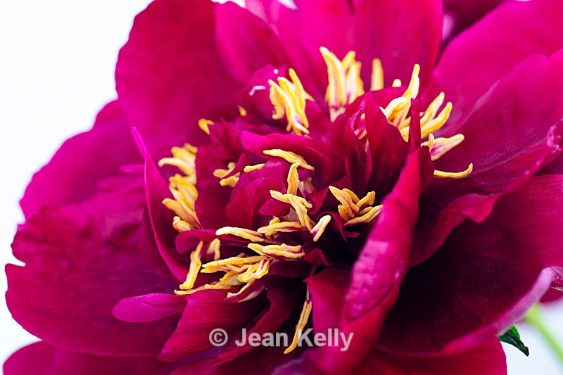 Red Peony - DSC_4680 - Red