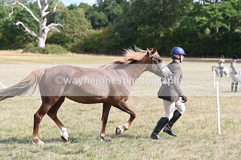 WJ6_6450 - Class 20 In-hand Cob