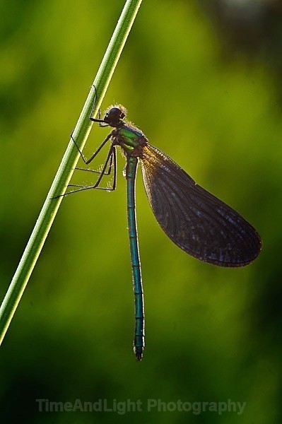 Beautiful Demoiselle Damselfly - Dragonflies & Damselflies