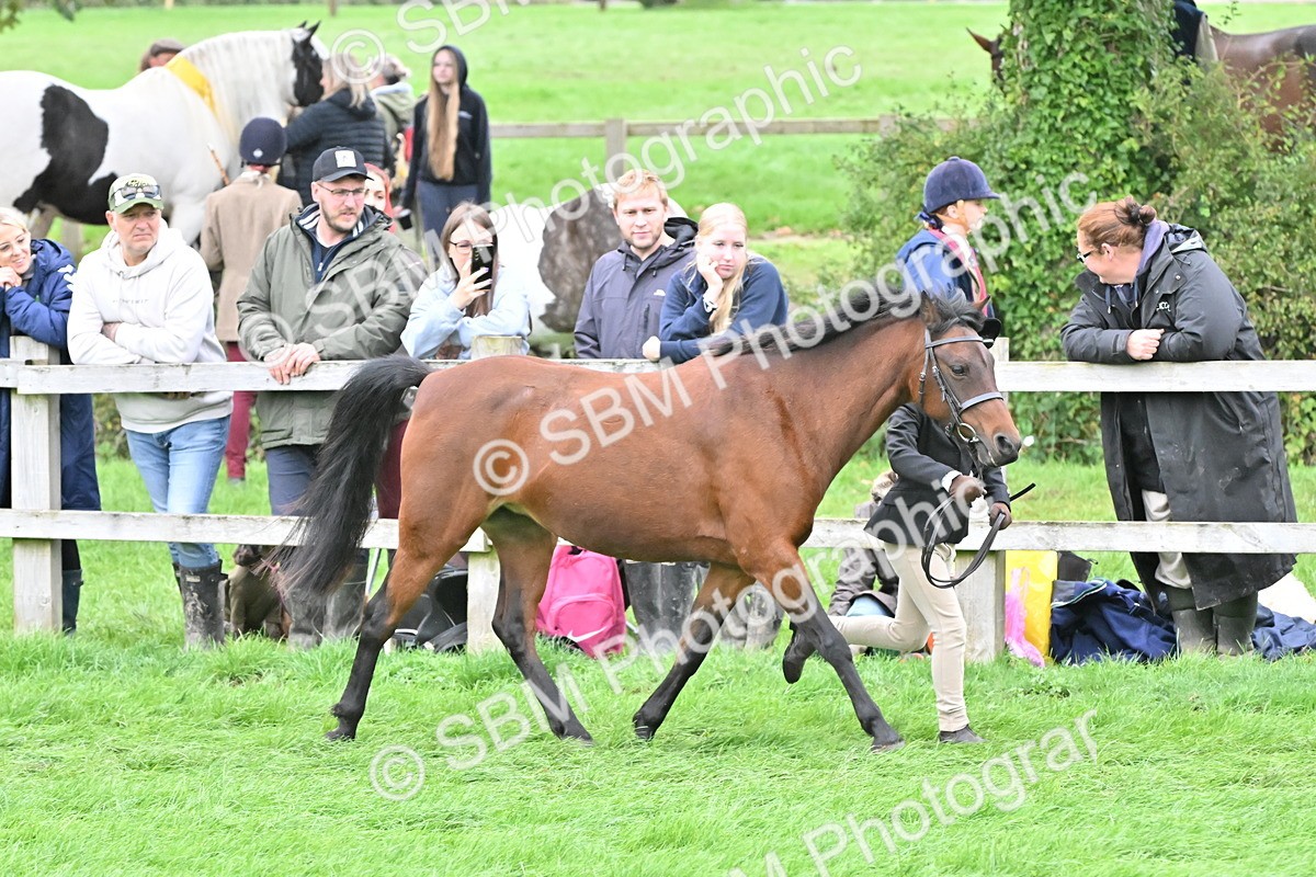 SBM_60996 - S48 - Mountain & Moorland In Hand Small Breeds