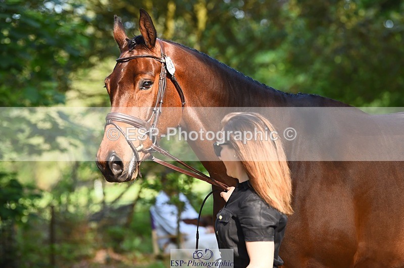 230524-171746-01414 - 168-PARKFIELD_ARTIE_BLOU-Laura_Collett-WEDTrotUp+DR