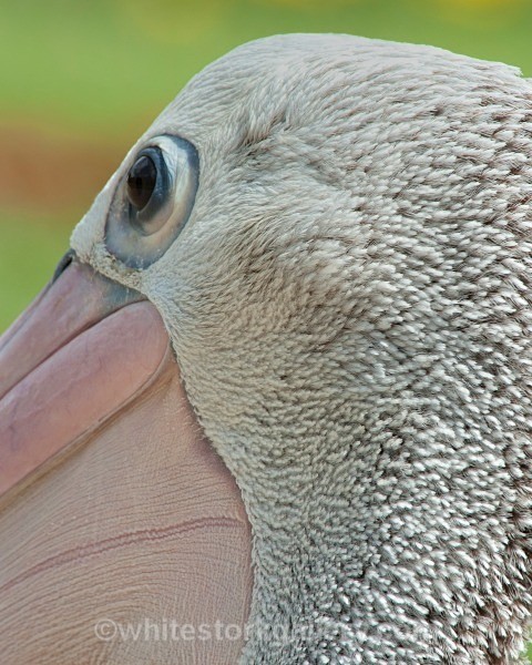 Great White Pelican - Wildlife and Animals