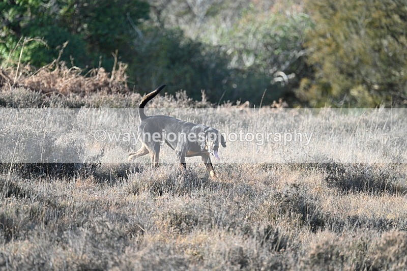 WJ7_7875 - Line 3 (no line 4 or 5)