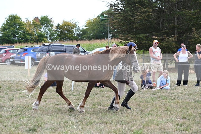 WJ6_6676 - Class 20 In-hand Cob