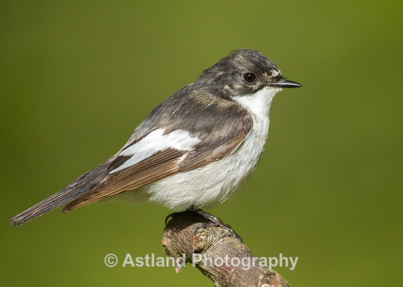 Astland Photography, Bird and Wildlife Images, Susan and Peter Wilson, U.K