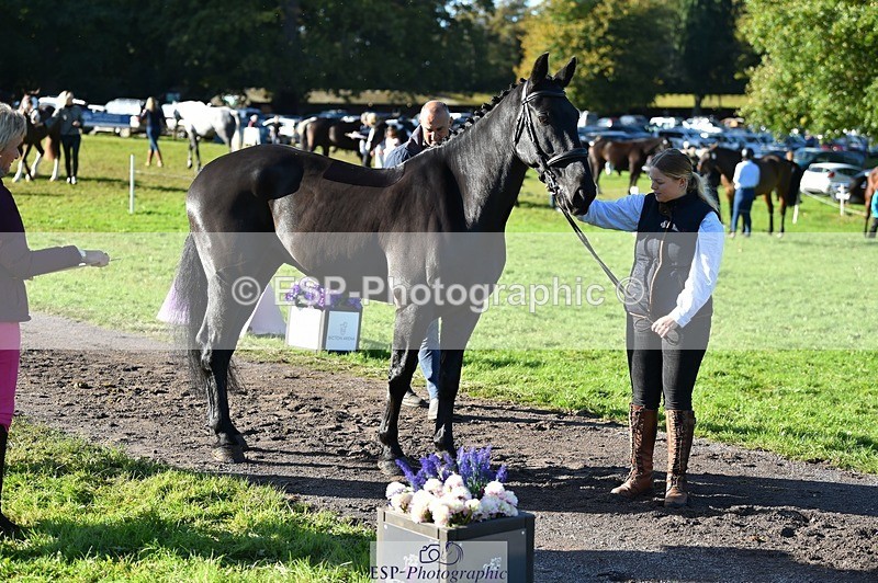 231022-103804-22629 - 505-MR.DARCY-Eleanor.Newcombe-TrotUp+SJ