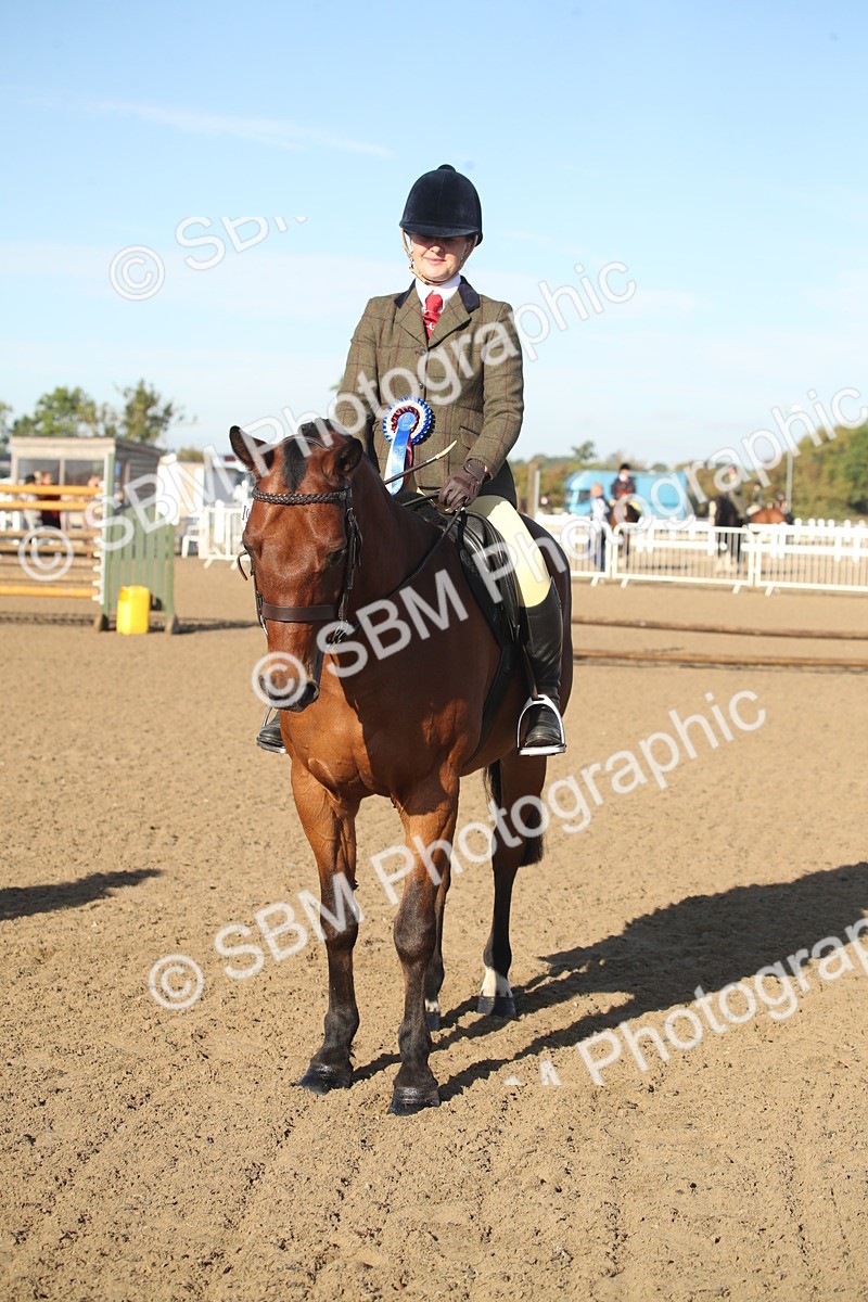 SBM_11585 - Class 502 - Riding Club Horse