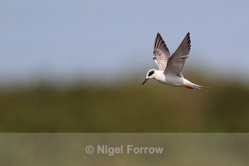 Forster's Tern hovering wings up, Viera Wetlands, Florida - Forster's Tern