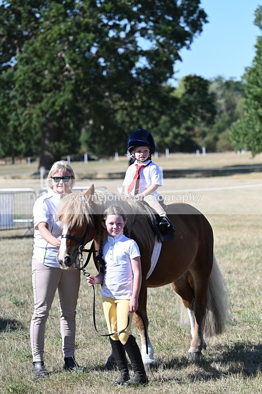 WJ7_1638 - Class 42 Most Handsome Gelding