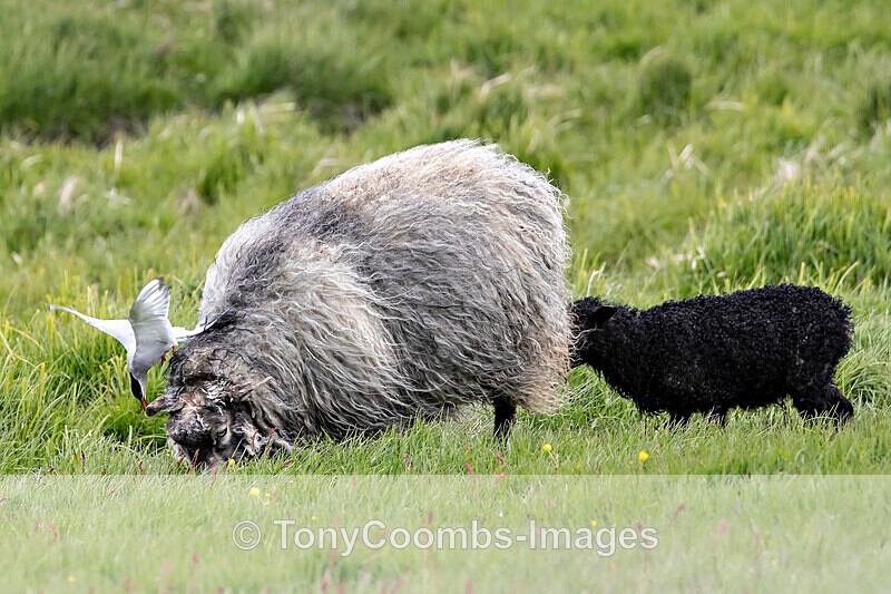 Arctic Tern   (harassing grazing ewe) - Iceland