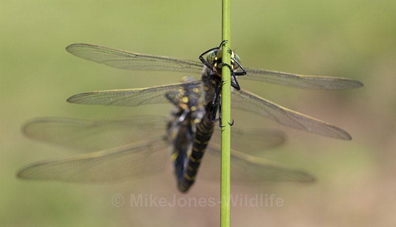 Golden ringed Dragonfly, Isle of Mull, Scotland - ISLE OF MULL WILDLIFE, Wildlife images from the Inner Hebrides