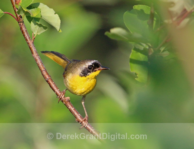 Common Yellowthroat (m) - Birds of Atlantic Canada
