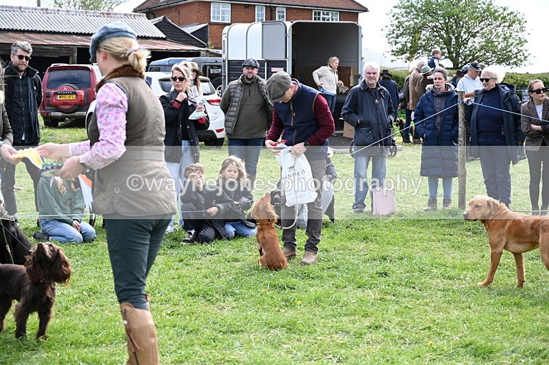 WJ6_9091 - Class 8 Best Working / Gun Dog or Bitch