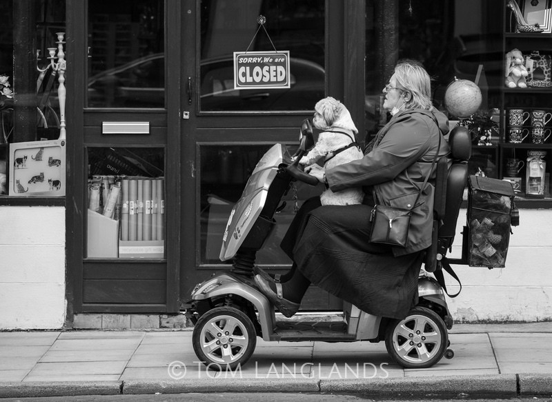 Dog Driving - Street Photography