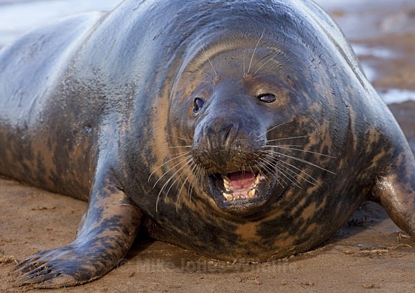 GREY SEAL (FEMALE) - GREY SEALS & PUPS GALLERY