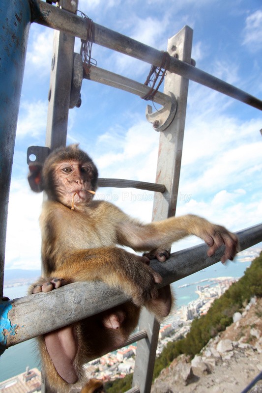 Barbary Macaques on the Rock of Gibraltar - Barbary Macaques at the Rock of Gibraltar