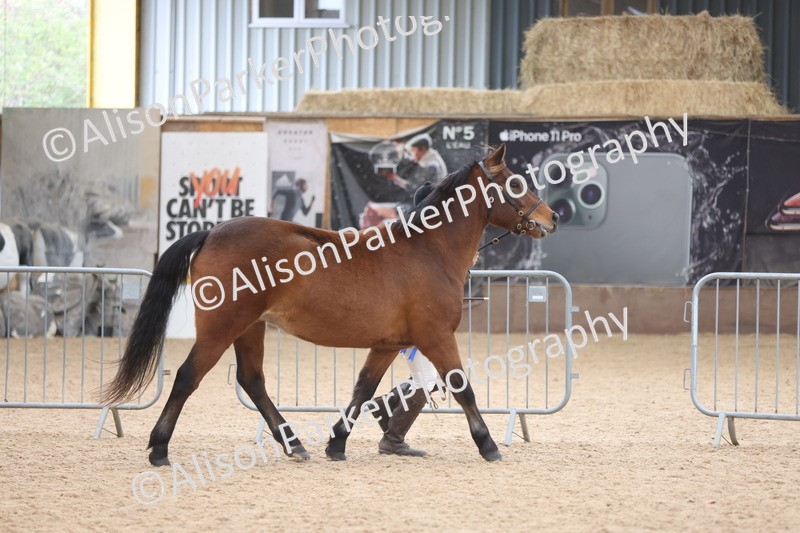 20251109-1114 - Class 29 - Geldings 4 Years and over