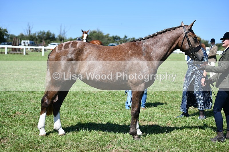 DSC_6787 - Class 57: Hunter/Riding Horse/Hack 1, 2 & 3 yr olds