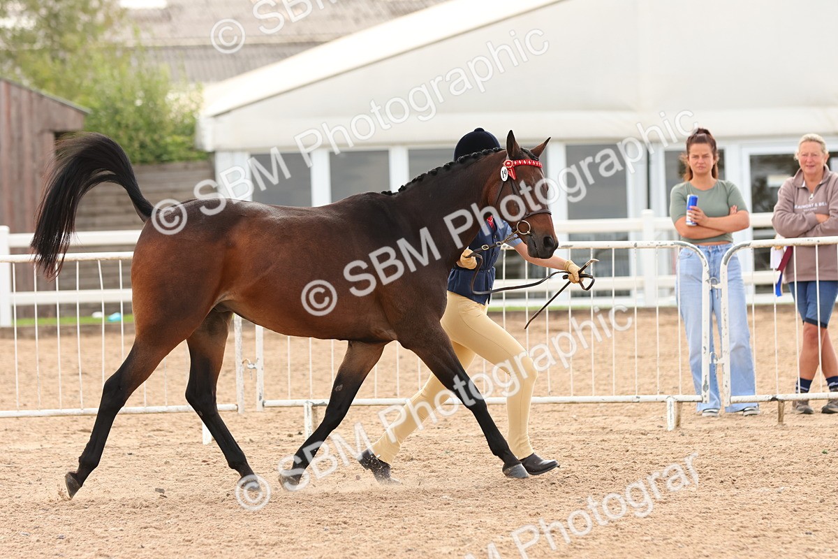SBM_10210 - Class 205 - IH Show Pony - Show Hunter Pony
