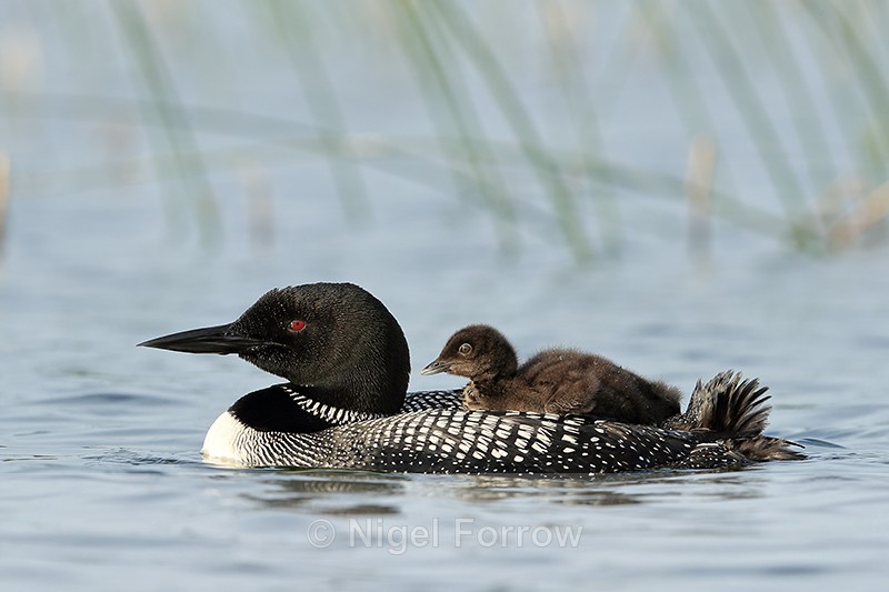 Common Loon & chick on back, Minnesota - Great Northern Diver