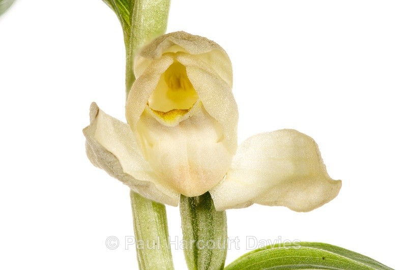  - WB: Orchids - Various